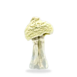 Albino Zilla Mushroom