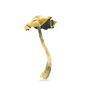 Mazatapec Mushroom