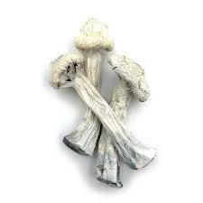 Albino Avery Mushrooms