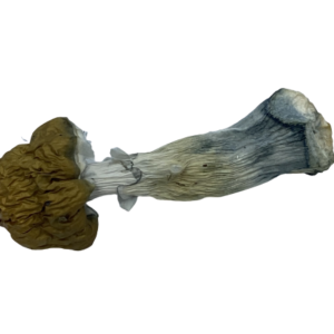 Blue Penis Envy Mushroom